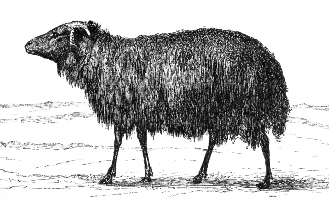 black breed sheep illustration