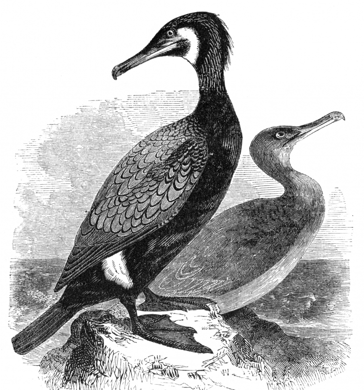 black cormorant bird illustration