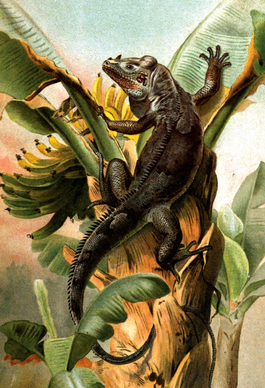 black iguana color historic illustration