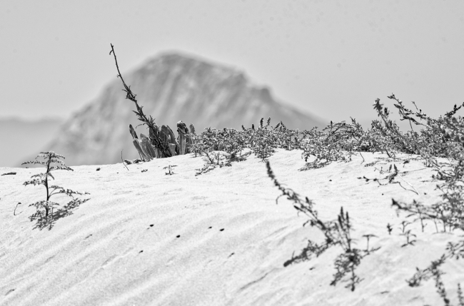 black white sandy morro beach with morro rock in background