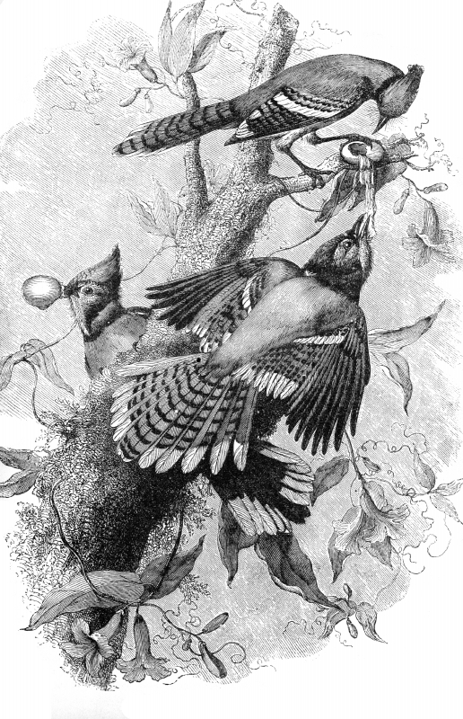 blue jays engraved bird illustration