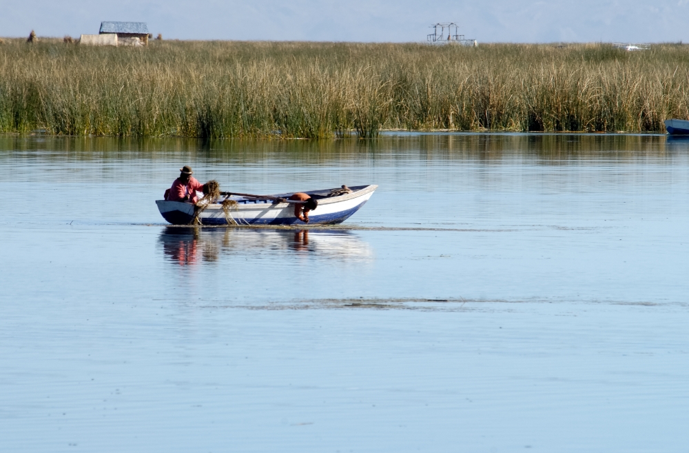 boat navigating through tortora reeds photo 2419a