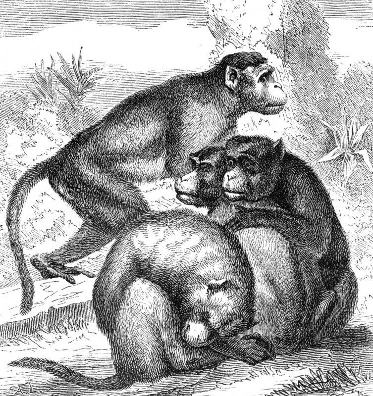bonnet macaques illustration