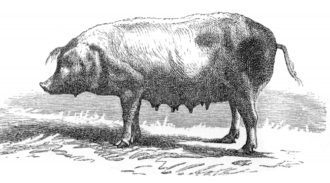 bressane sow pig illustration