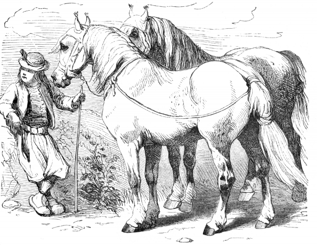breton horse illustration
