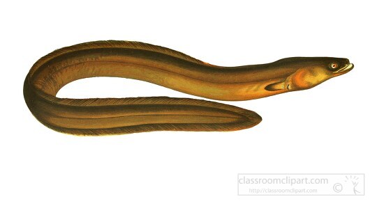 broad nosed eel fish clipart illustration