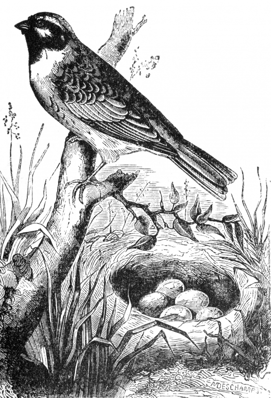 bunting engraved bird illustration