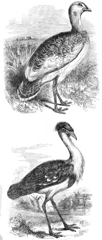 bustard bird illustration
