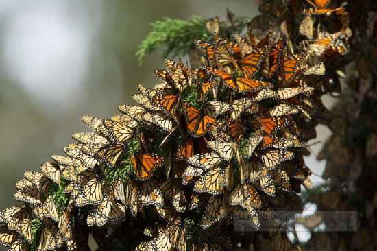 butterflies cluster in the limbs of Eucalyptus trees