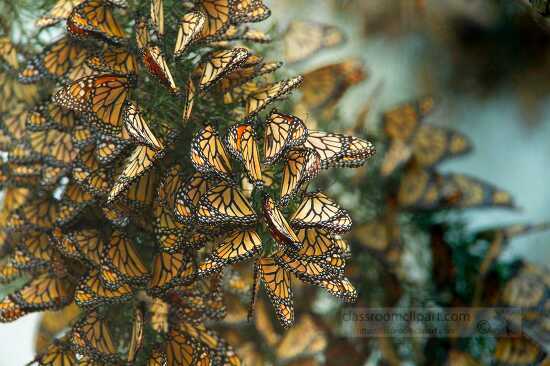 butterflies cluster in the limbs of Eucalyptus trees Pismo Beach California