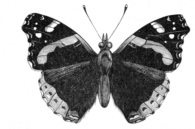 Butterfly Illustration