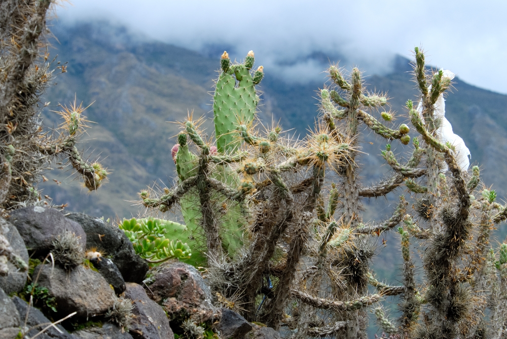 Cactus growing along the Inca ruins Peru