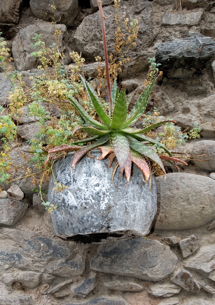 cactus growing in rocks peru photo