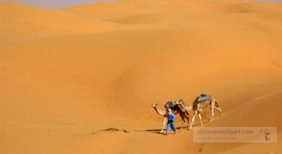 Camel in the desert Algreia