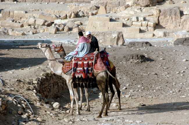 Camels in front of Great Pyramids photo 5338A