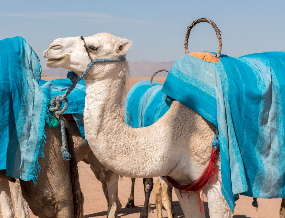 Camels the Sahara Desert Morocco Photo image 7639