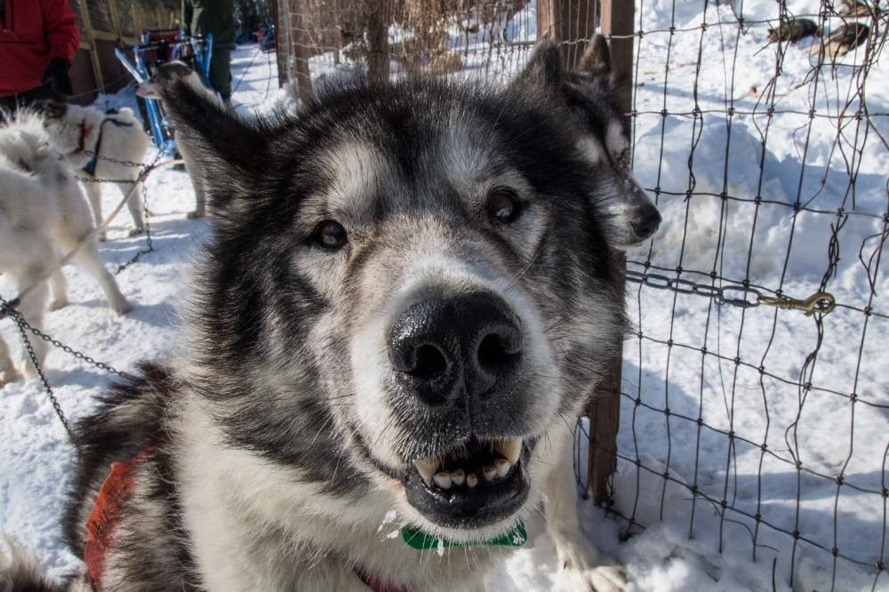 Canadian Inuit dogs