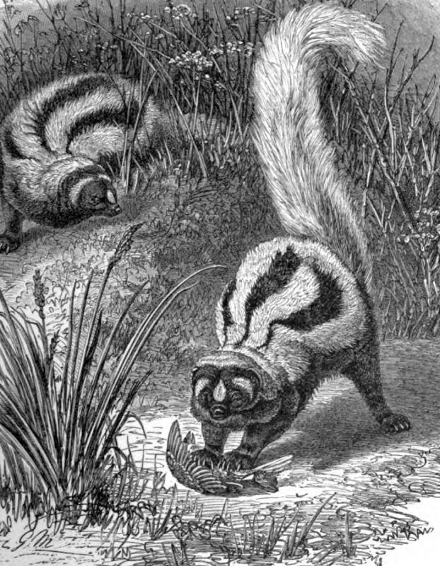 cape polecat with prey animal historical illustration