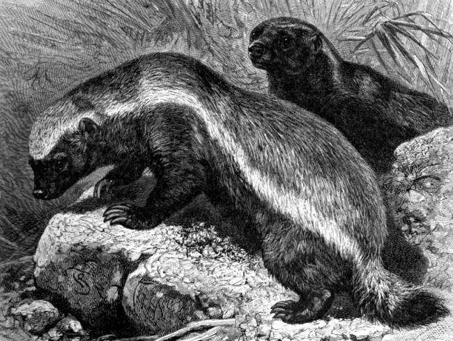 cape ratel animal historical illustration