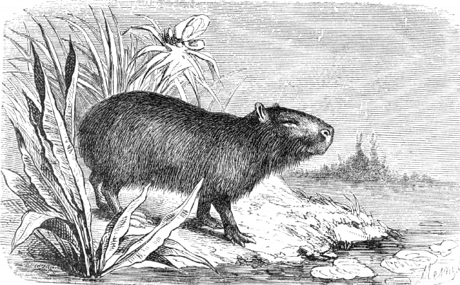 capybara illustration