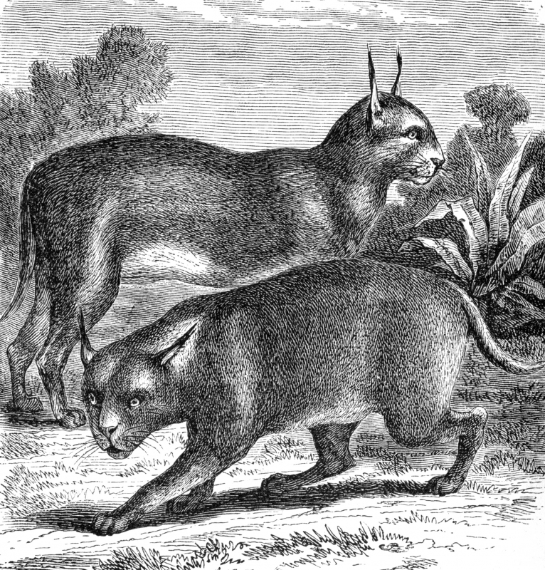 caracal illustration