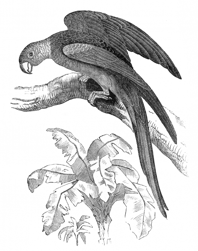 carolina parrot historic illustration