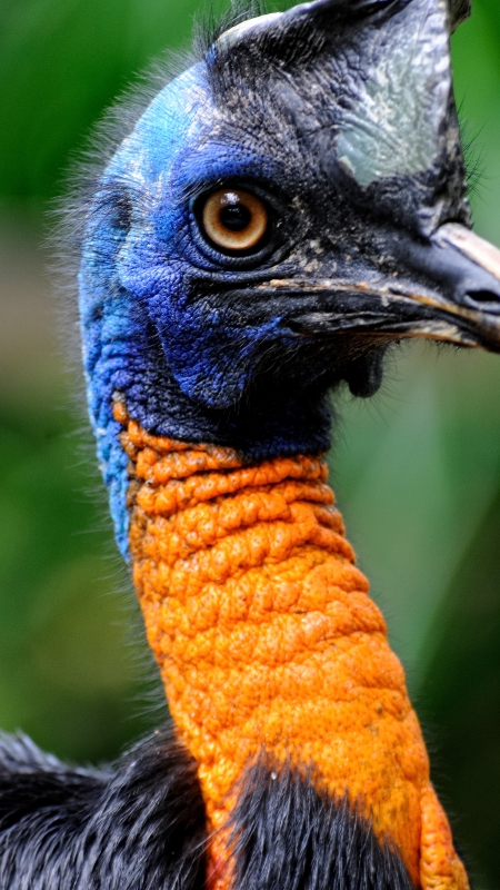 Cassowary Bird Image 5914A