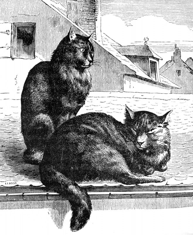 cat illustration