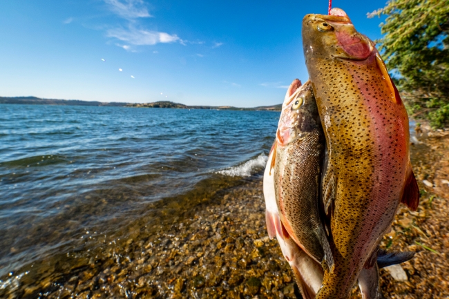 Catches of two trouts in at lake in montana
