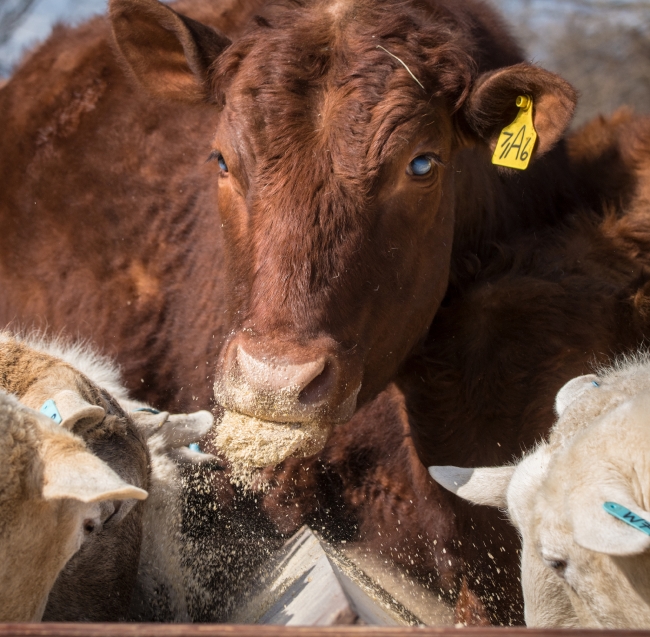 Cattle with food in mouth