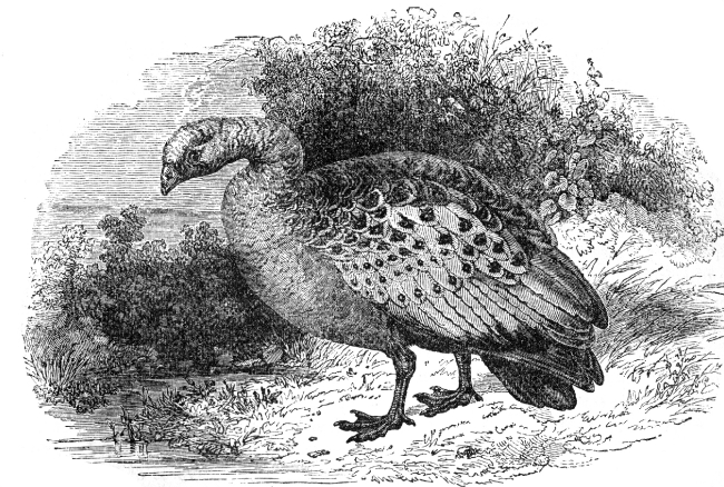 cereopsis goose bird illustration goose