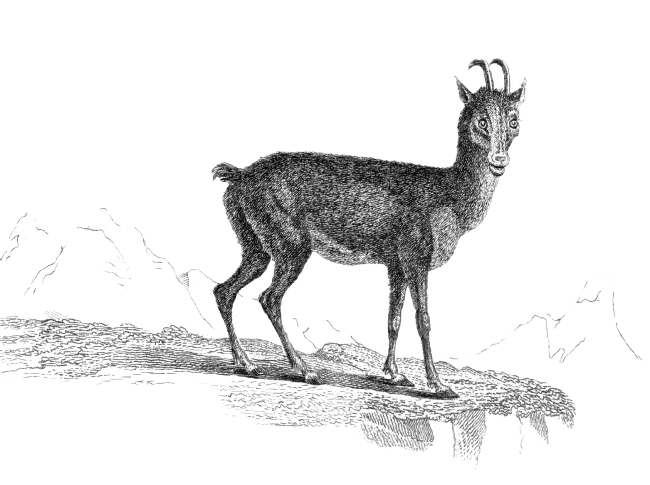 Chamois Illustration