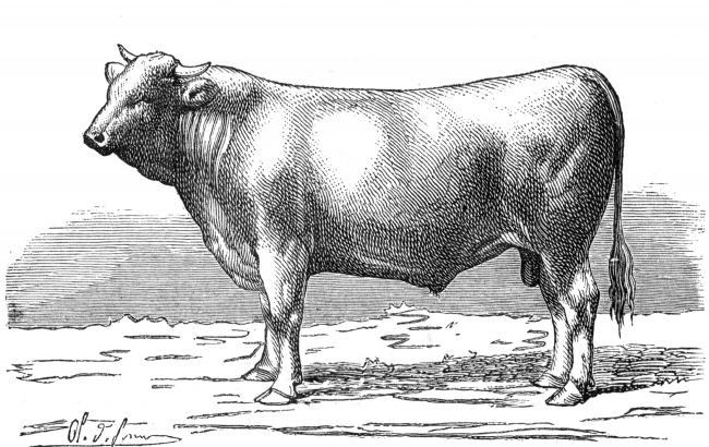 charolaise bull illustration