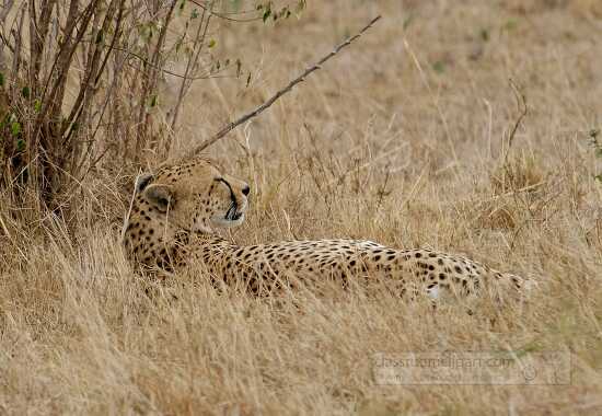 cheetah laying in dry grass kenya africa 41