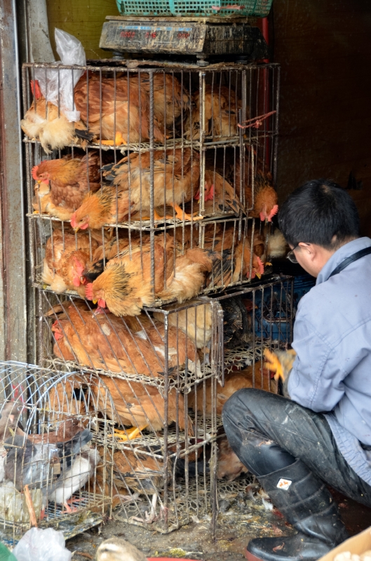 Chickens In Stacked Metal Cages At Market Photo Image