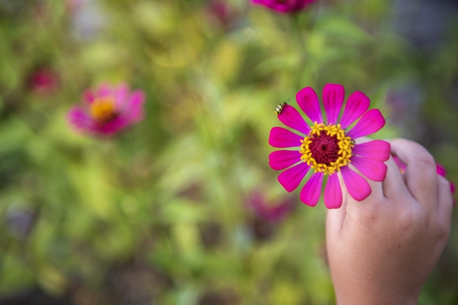 child holding flower with an insect on petal