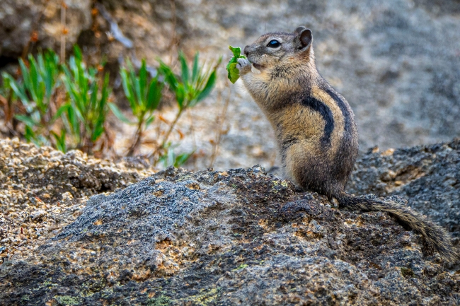 Chipmunk grabs a plant to eat