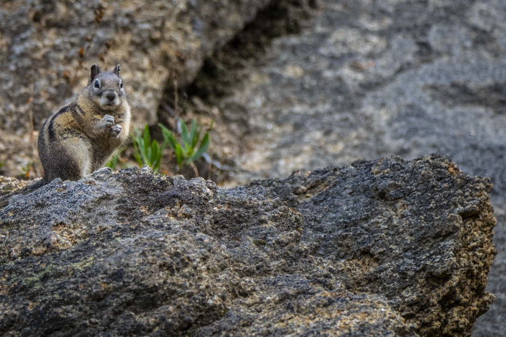 chipmunk on rocky cliff