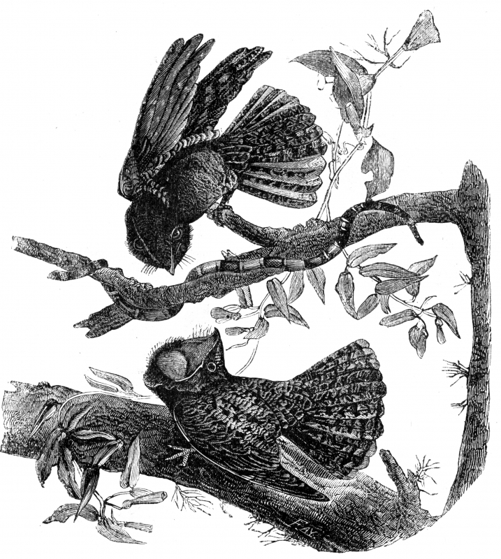chuck wills widow bird illustration