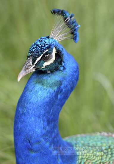 close up head peacock