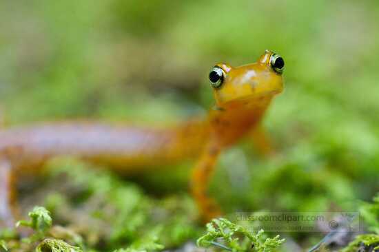 close view of longtail salamander face