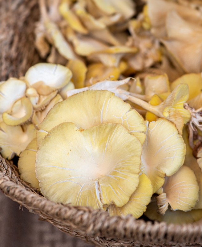 closeup basket of fresh whole mushrooms at a farmers market