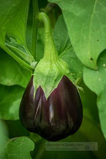 Closeup eggplant growing