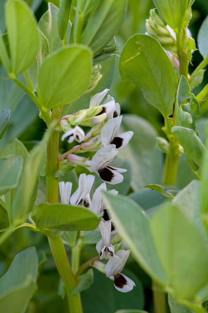 closeup flowering fava beans