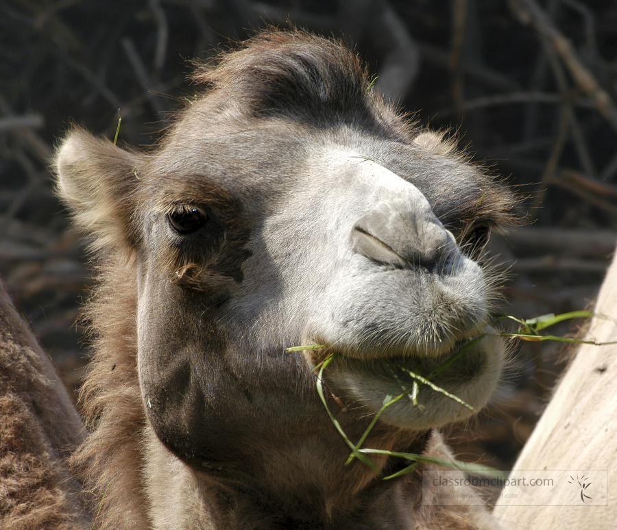 closeup front view camel face with food in moth 2231b