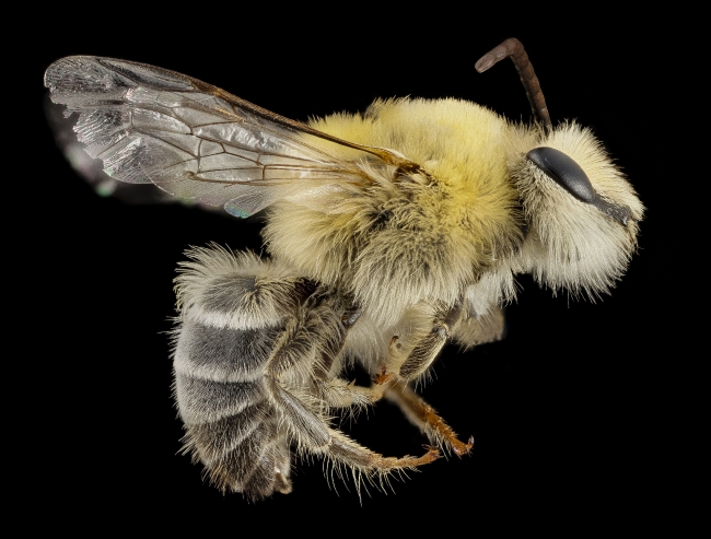 closeup macro side view bearded bee