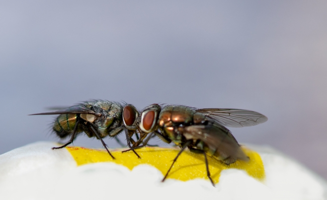 closeup macro two flies looking at each other photo 