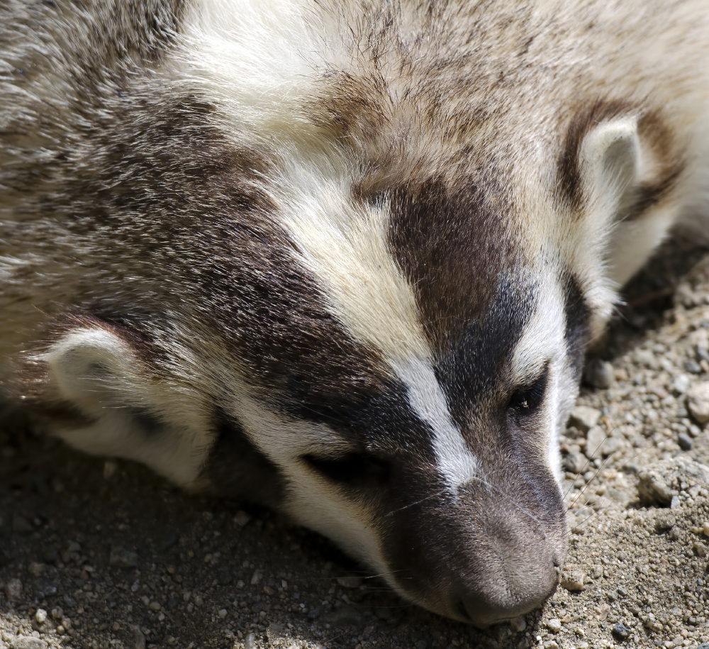 closeup of badger