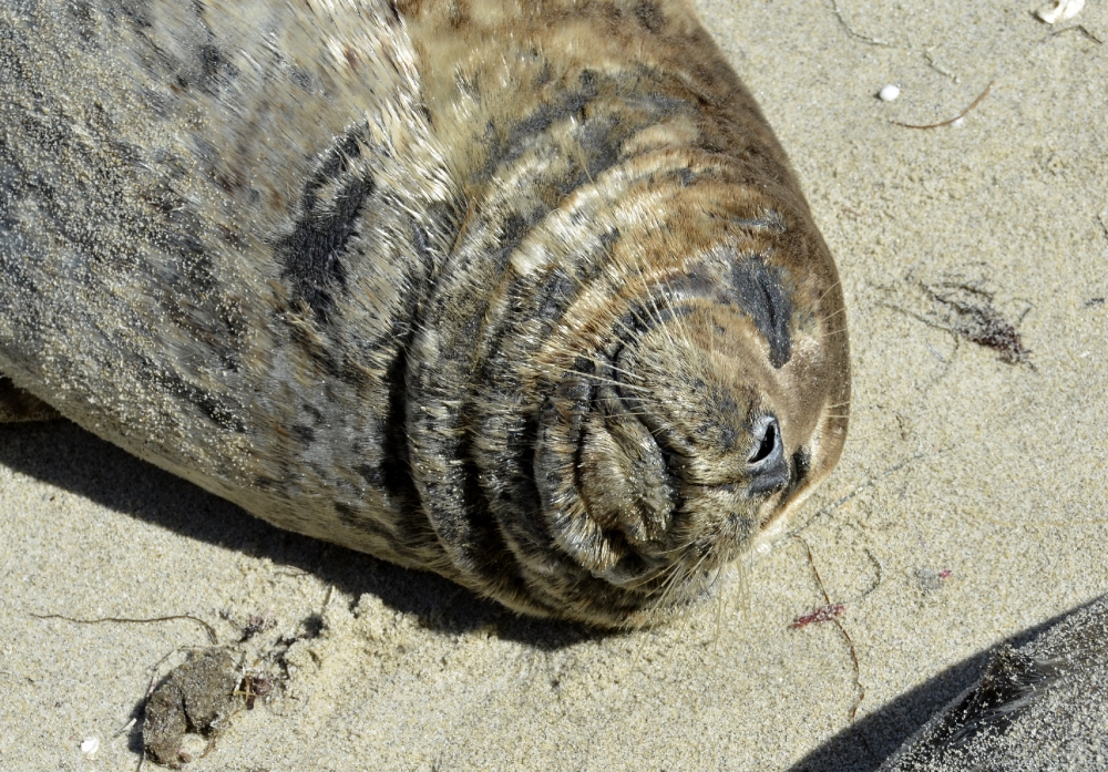 closeup of brown seal resting on the beach