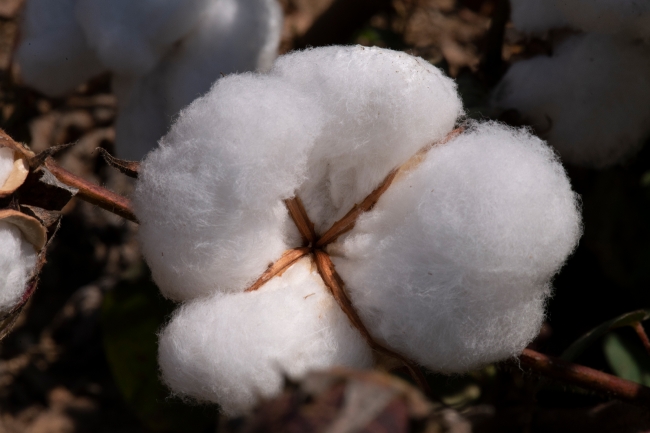 cotton field clipart
